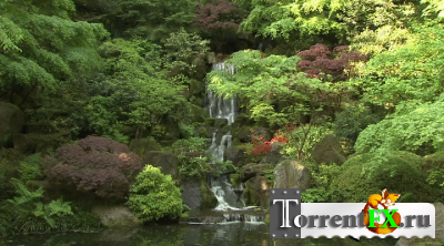  :   / Living Landscapes: Zen Garden ( )