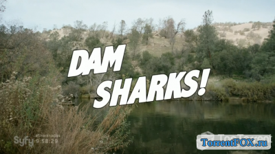   / Dam Sharks (2016)