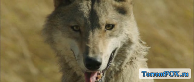   / Wolf Totem (2015)