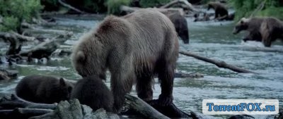   / Terre des ours (2013)