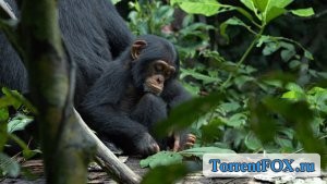  / Chimpanzee (2012)
