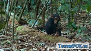  / Chimpanzee (2012)