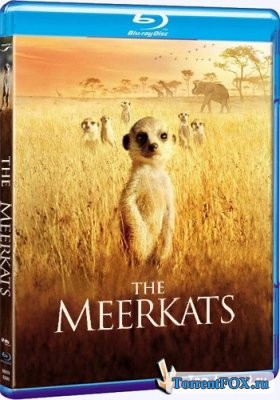  / The Meerkats (2008)