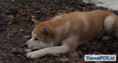 :    / Hachi: A Dog's Tale (2009)